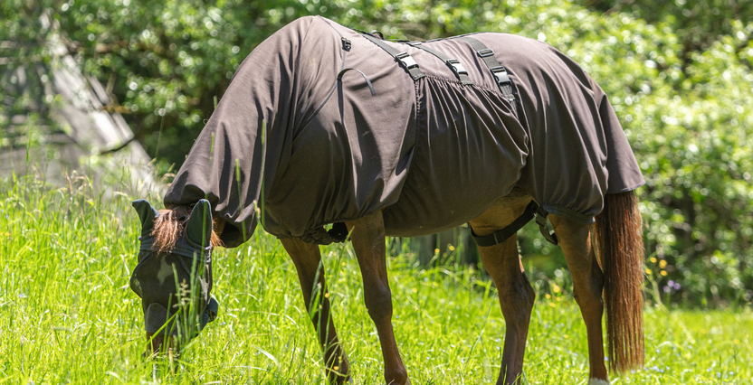 The best fly rugs for keeping your horse comfortable – Summer 2025 