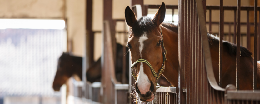 Calm & Stable - Our Favourite Supplements