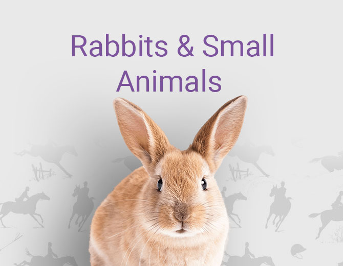 Rabbits and Small Animals