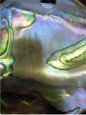 abalone.jpg