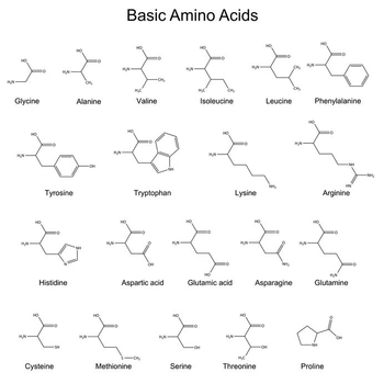 What are Amino Acids and their Functions - Vita Health Ltd