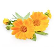 Calendula