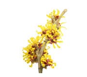 witch hazel