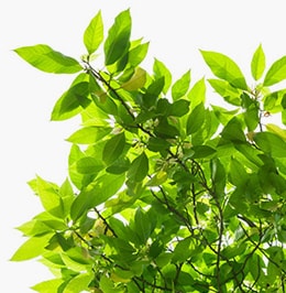 uplift desk is environmentally friendly