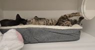 A pawsitive impact: UPLIFT Desk donates pet beds to local animal shelters | UPLIFT Desk