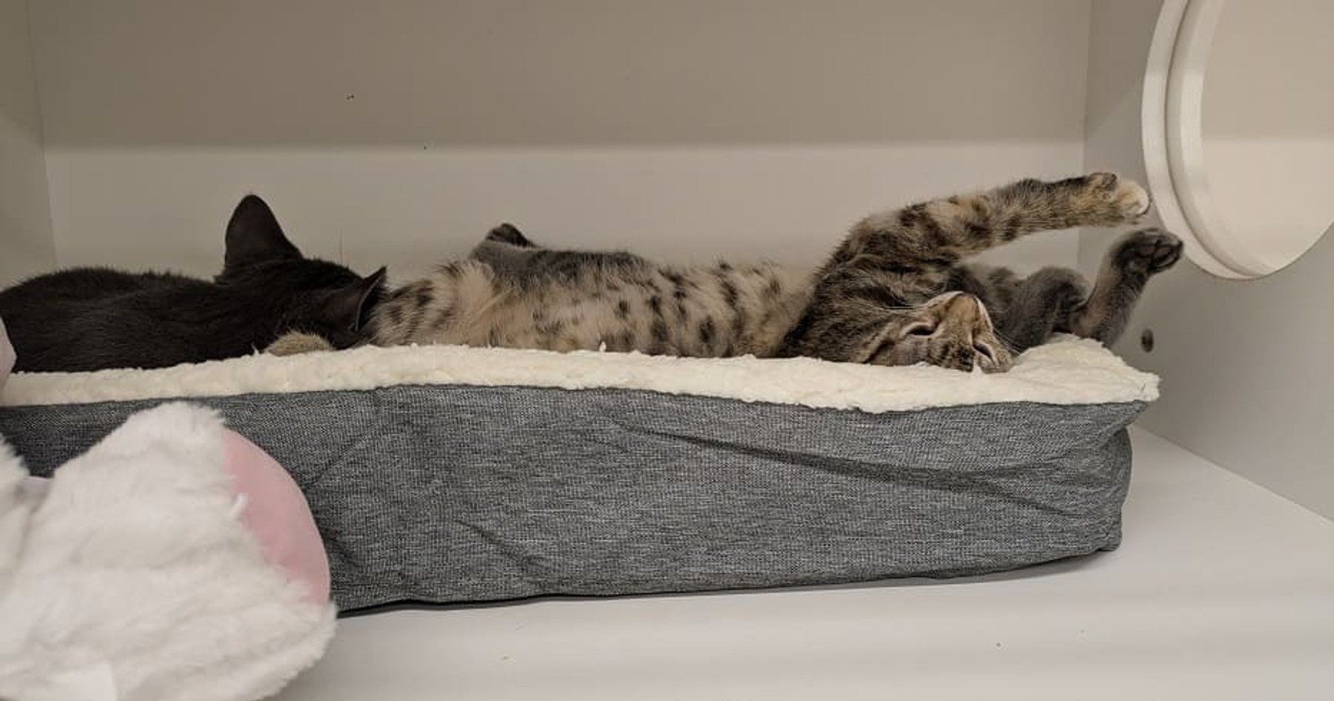 A pawsitive impact: UPLIFT Desk donates pet beds to local animal shelters | UPLIFT Desk