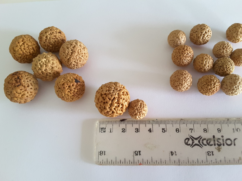 Quandong Seeds (mixed sizes)