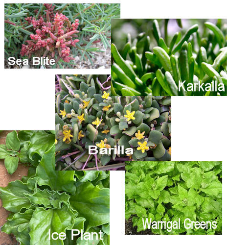Native Vegetables