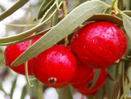 Quandong season is almost here