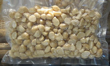 australian macadamia nut