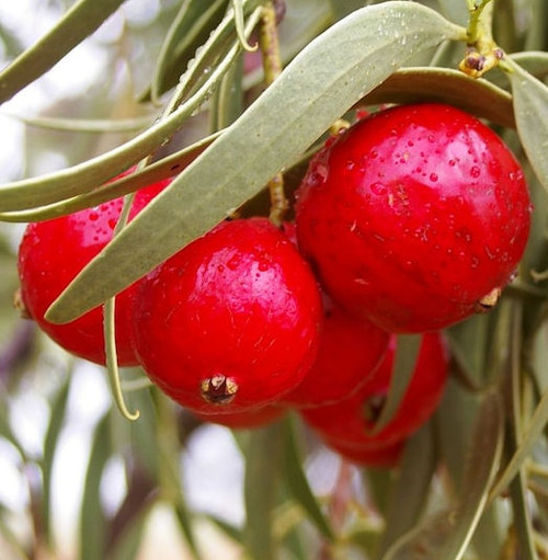 quandong seed
