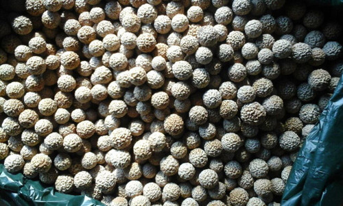 quandong seed quandong seed
