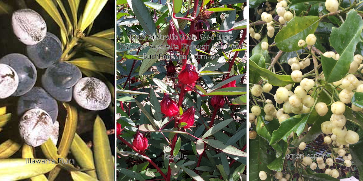 Lemon Aspen and Rosella