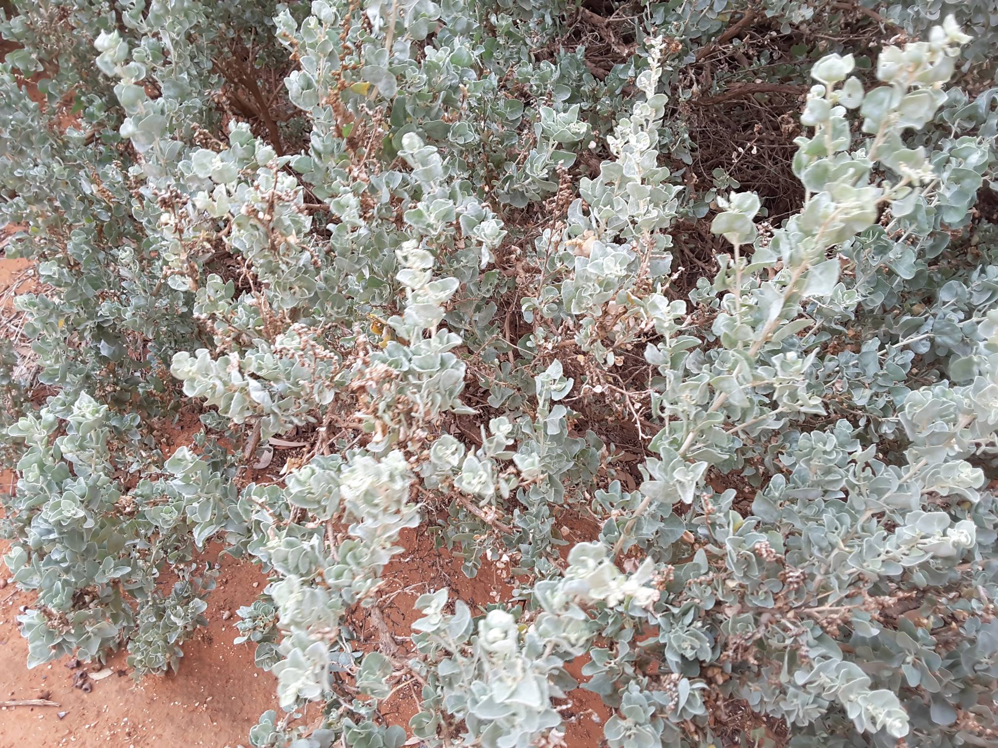 saltbush