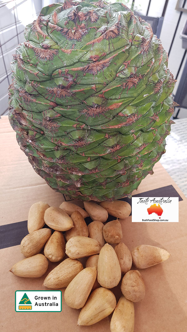 Bunya nut