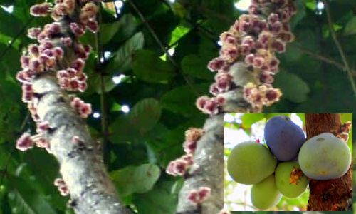 Davidson plum best sale