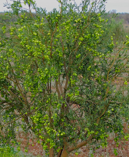 desert lime tree