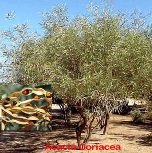 Desert Oak wattleseed tree