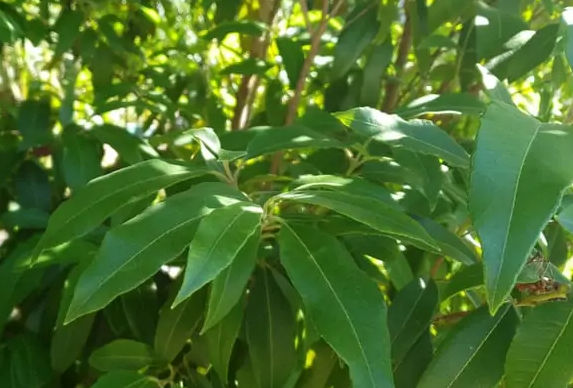 lemon myrtle tree