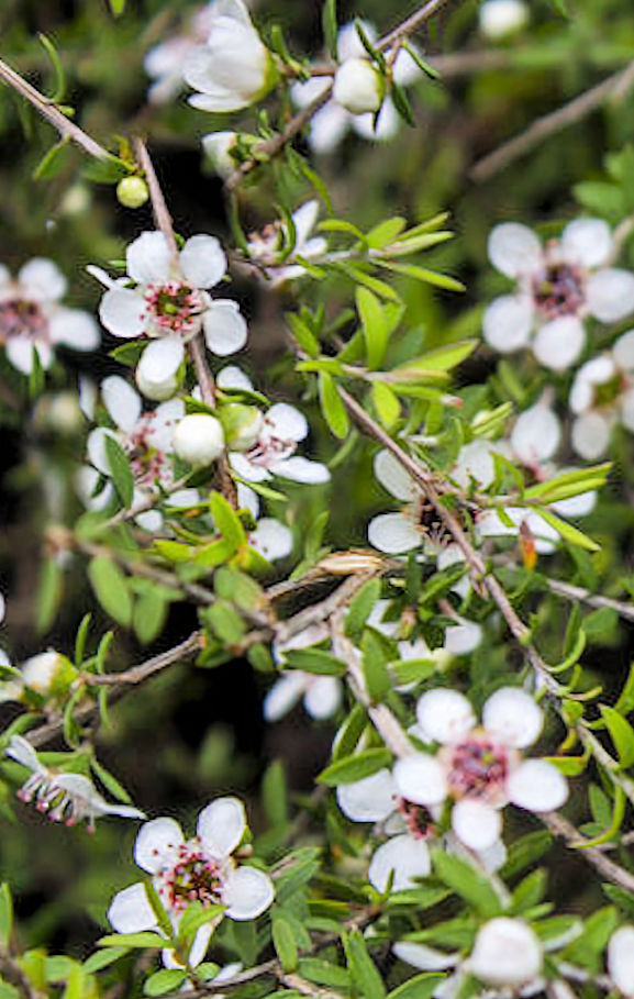 Manuka Leaf