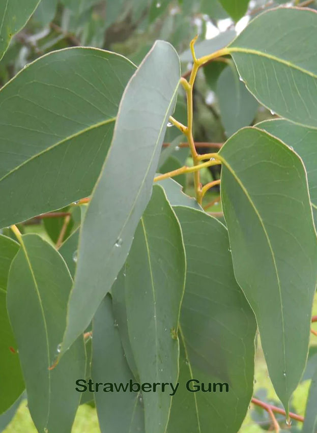 strawberry gum tree