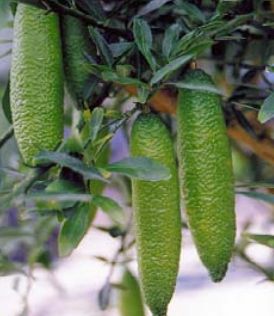 finger-lime-tree.jpg