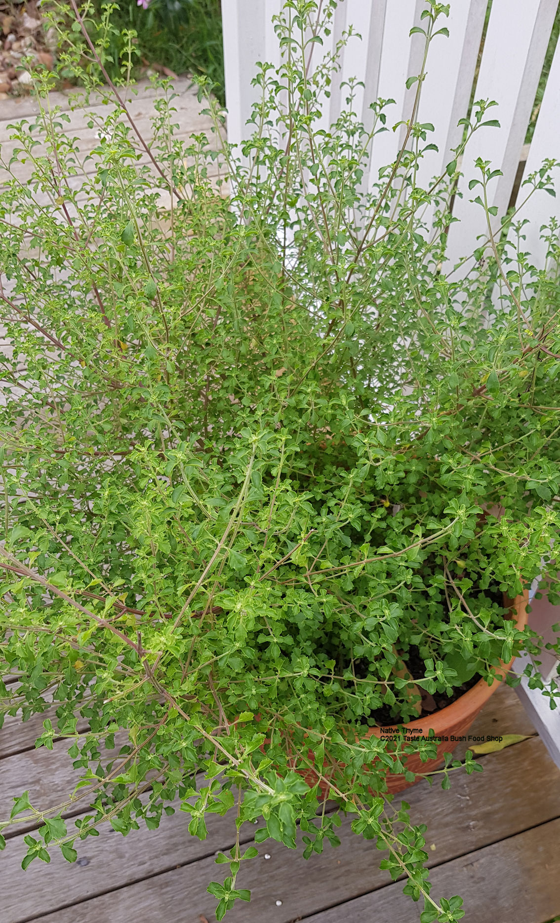 native thyme