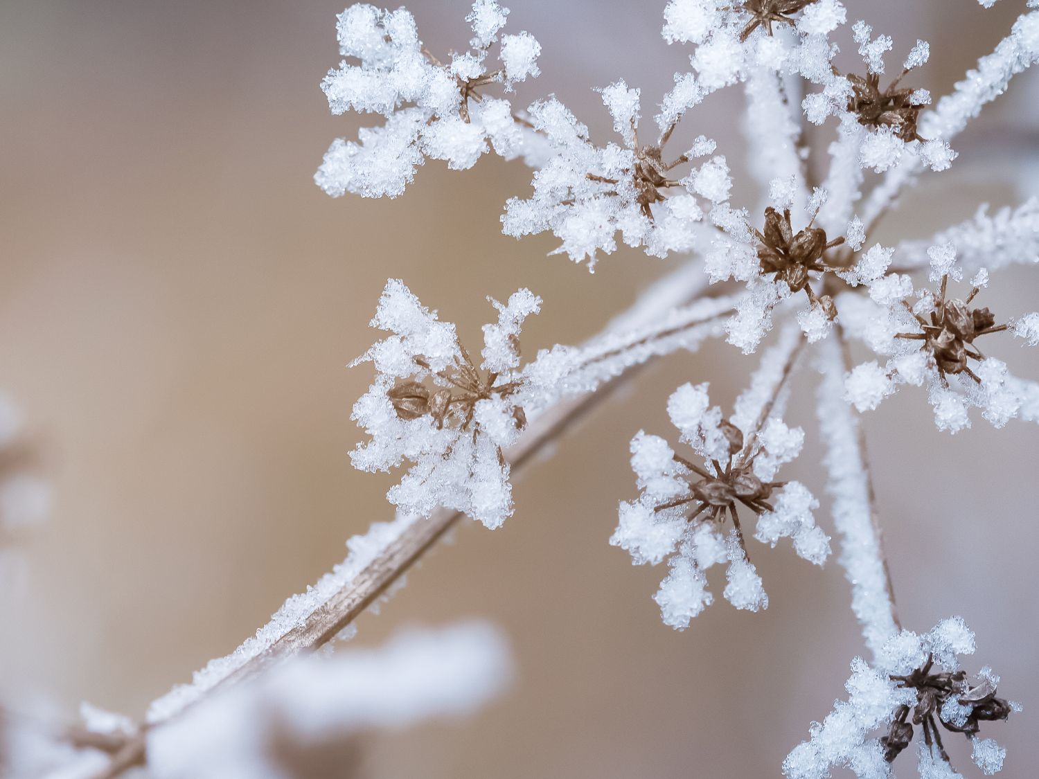 A Holiday Message of Thanks from Lifeforce Glass