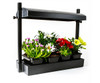 Micro Grow Light Garden Black (1/ea)