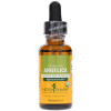 Herb Pharm - Angelica - 1 Each-1 FZ