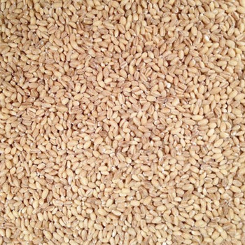 Bulk Grains - 100% Organic Hulled Barley - Bulk - 25 lb.