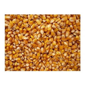 Bulk Grains Organic Popcorn Yellow - Single Bulk Item - 25LB