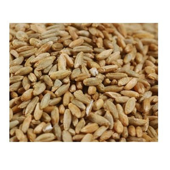 Grains Rye Berries - Single Bulk Item - 25LB Grains Rye Berries - Single Bulk Item - 25LB