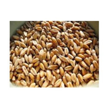 Bulk Grains - Organic Hulled Spelt Berries - Bulk - Case of 25 - 1 lb.