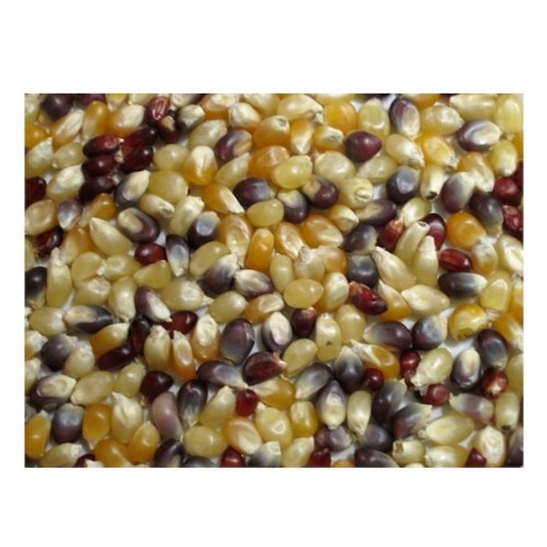 Bulk Grains Organic Popcorn Multi Color - Single Bulk Item - 25LB