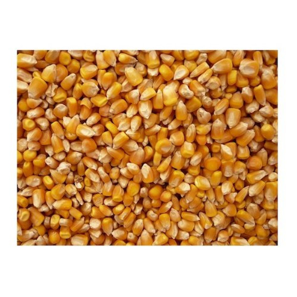 Bulk Grains Organic Yellow Popcorn - Single Bulk Item - 5LB