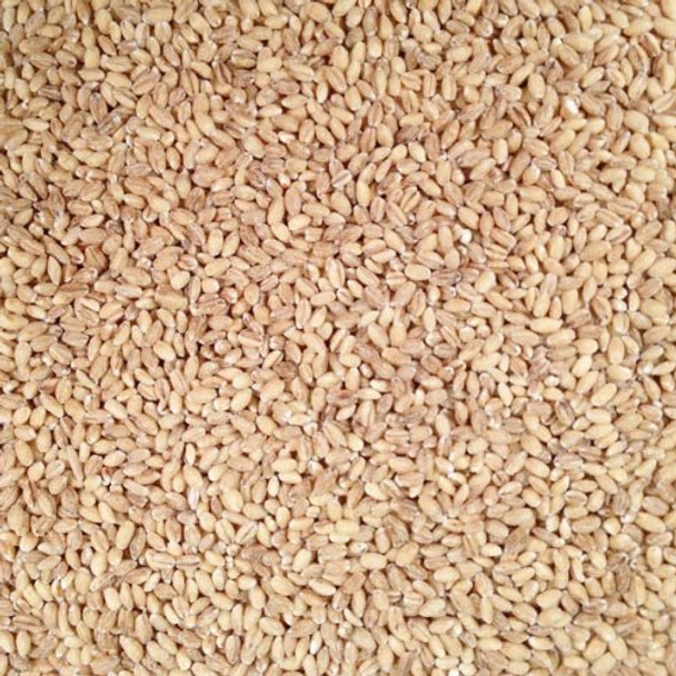 Bulk Grains - 100% Organic Hulled Barley - Bulk - 25 lb.