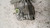 FIAT 500 «II» (2015) TERMICO COMPRESSORE A/C USATO [[237510]]