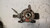 OPEL ASTRA «H» SW (2005) ASSALE FUSELLO RUOTA ANT. SX. USATO Da 2004 A 2009 [[237251]]
