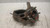 FORD C-MAX «I» (2003) ASSALE FUSELLO RUOTA ANT. SX. USATO Da 2003 A 2007 [[238093]]