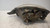 CITROEN C3 «I» (2005) FANALERIA PROIETTORE ANT. DX. USATO Da 2005 A 2009 [[238119]]