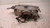 FIAT PUNTO «I» (1994) FANALERIA PROIETTORE ANT. DX. USATO Da 1993 A 1996 [[230485]]