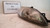 CHEVROLET LACETTI (2005) FANALERIA PROIETTORE ANT. DX. USATO Da 2005 in poi [[228736]]