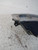 CHEVROLET CRUZE (2009) FANALERIA PROIETTORE ANT. DX. USATO Da 2009 in poi [[217247]]