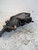 LANCIA Y (YPSILON) (1996) FANALERIA PROIETTORE ANT. DX. USATO Da 1995 A 1997 [[216842]]