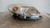 DACIA SANDERO «I» (2008) FANALERIA PROIETTORE ANT. DX. USATO Da 2009 A 2012 [[216239]]