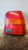SEAT AROSA «6H1» (1997) FANALERIA FANALE POST. DX. USATO Da 1997 A 1997 [[233952]]