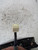 DAIHATSU SIRION «II» (2005) FANALERIA FANALE POST. DX. USATO Da 2005 A 2008 [[218555]]