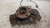 OPEL CORSA «D» (2011) ASSALE FUSELLO RUOTA ANT. DX. USATO Da 2011 in poi [[239645]]