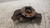 OPEL CORSA «D» (2011) ASSALE FUSELLO RUOTA ANT. SX. USATO Da 2011 in poi [[239644]]